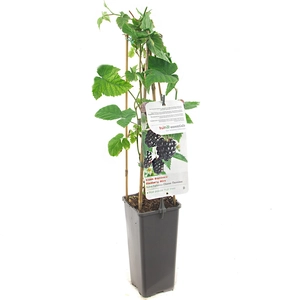 (05) RUBUS FRUTICOSUS CHESTER THORNLESS - afbeelding 3