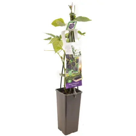 (05) RUBUS FRUTICOSUS NAVAHO - afbeelding 1
