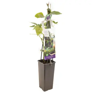 (05) RUBUS FRUTICOSUS NAVAHO - afbeelding 2