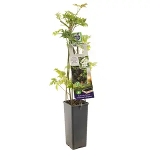 (05) RUBUS FRUTICOSUS THORNLESS EVERGRE - afbeelding 2