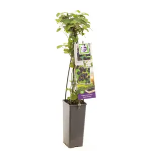 (05) RUBUS FRUTICOSUS TRIPLE CROWN - afbeelding 2