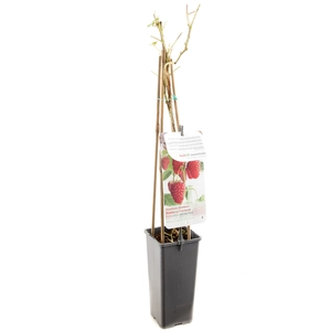 (05) RUBUS IDAEUS AUTUMN FIRST - afbeelding 3