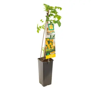 (05) RUBUS IDAEUS FALLGOLD - afbeelding 2