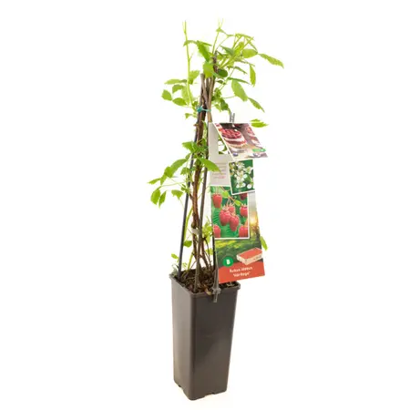 (05) RUBUS IDAEUS HERITAGE - afbeelding 1