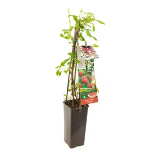 (05) RUBUS IDAEUS HERITAGE - afbeelding 2