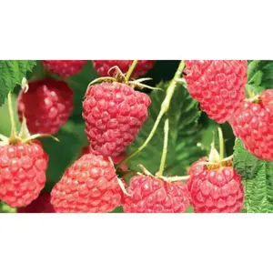 (05) RUBUS IDAEUS MALLING PROMISE - afbeelding 2