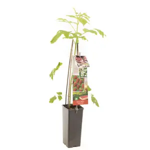 (05) RUBUS IDAEUS TULAMEEN - afbeelding 2