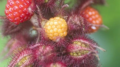 (05) RUBUS PH. JAPANSE WIJNBES - afbeelding 2