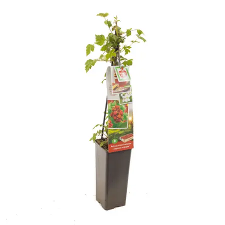(05) RUBUS PH. JAPANSE WIJNBES - afbeelding 1