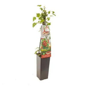 (05) RUBUS PH. JAPANSE WIJNBES - afbeelding 2