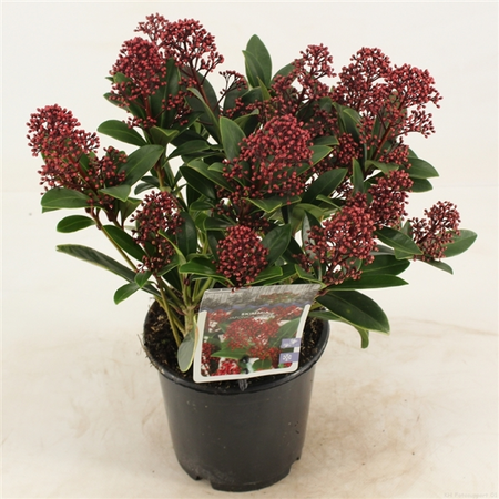 (05) SKIMMIA JAPONICA 'RUBELLA'     C3 (P19) 30-40 - afbeelding 1