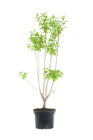 (05)  SYRINGA VULGARIS IN SOORTEN P23 / C5 - afbeelding 1