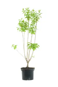 (05)  SYRINGA VULGARIS IN SOORTEN P23 / C5 - afbeelding 1