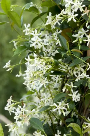 (05) TRACHELOSPERMUM JASMINOIDES, 100+ C2