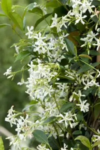 (05) TRACHELOSPERMUM JASMINOIDES, 100+ C2