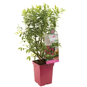 (05) VACCINIUM CORYMBOSUM PINK LEMONADE - afbeelding 1