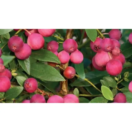 (05) VACCINIUM CORYMBOSUM PINK LEMONADE - afbeelding 2