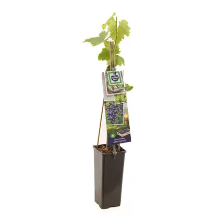 (05) VITIS VINIFERA ATTIKA (GEËNT) P11 - afbeelding 1