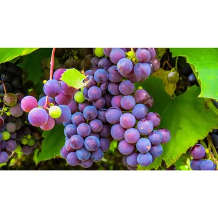 (05) VITIS VINIFERA ATTIKA (GEËNT) P11 - afbeelding 2