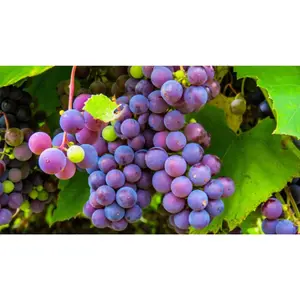 (05) VITIS VINIFERA ATTIKA (GEËNT) P11 - afbeelding 2