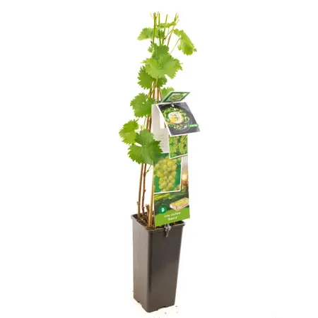 (05) VITIS VINIFERA BIANCA - afbeelding 1