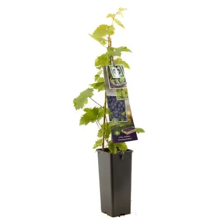 (05) VITIS VINIFERA FRANKENTHALER - afbeelding 1