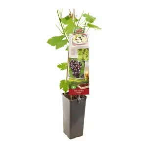 (05) VITIS VINIFERA HEIKE - afbeelding 2