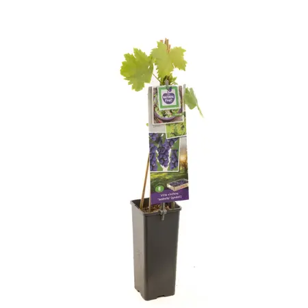 (05) VITIS VINIFERA ISABELLA (GEËNT) P11 - afbeelding 1