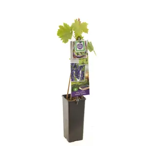 (05) VITIS VINIFERA ISABELLA (GEËNT) P11 - afbeelding 2