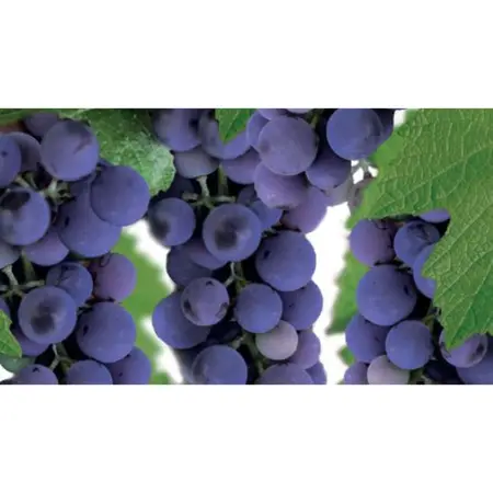 (05) VITIS VINIFERA ISABELLA (GEËNT) P11 - afbeelding 2