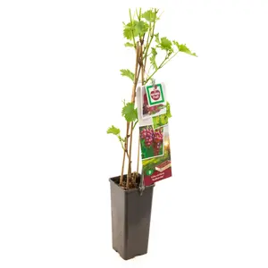 (05) VITIS VINIFERA KATHARINA - afbeelding 1