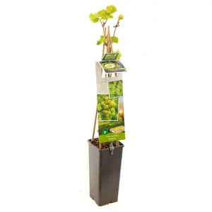 (05) VITIS VINIFERA SOLARIS - afbeelding 2