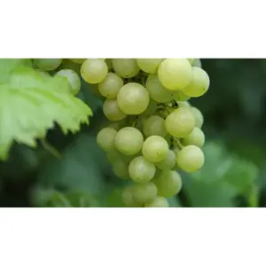 (05) VITIS VINIFERA SOLARIS - afbeelding 2