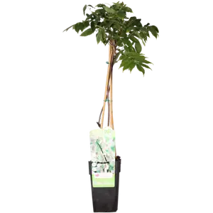 (05) WISTERIA FLORIBUNDA ALBA   P15 - afbeelding 2