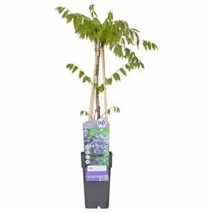 (05) WISTERIA FLORIBUNDA BLACK DRAGON P15 - afbeelding 4
