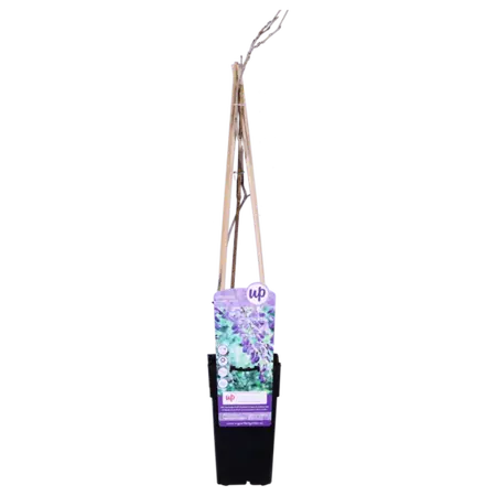 (05) WISTERIA FLORIBUNDA BLACK DRAGON   P15 - afbeelding 3
