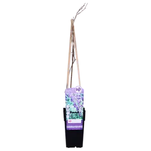 (05) WISTERIA FLORIBUNDA BLACK DRAGON   P15 - afbeelding 3