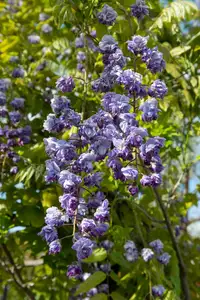 (05) WISTERIA FLORIBUNDA BLACK DRAGON   P15 - afbeelding 2