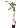 (05) WISTERIA FLORIBUNDA ROSEA P15 - afbeelding 2