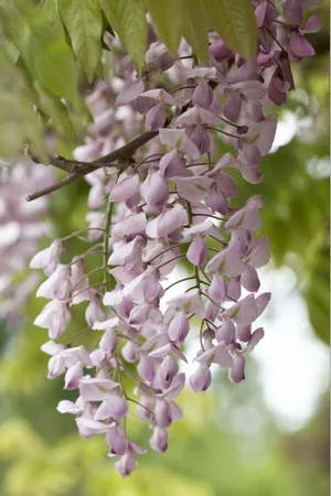 (05) WISTERIA FLORIBUNDA ROSEA   P15 - afbeelding 2