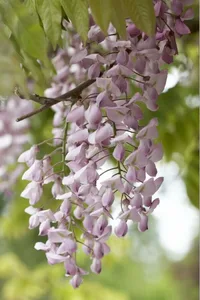 (05) WISTERIA FLORIBUNDA ROSEA   P15 - afbeelding 2