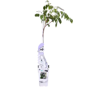 (05) WISTERIA SINENSIS CAROLINE 1 STOK WIT  P15 - afbeelding 1