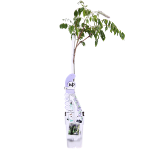 (05) WISTERIA SINENSIS CAROLINE 1 STOK WIT  P15 - afbeelding 1