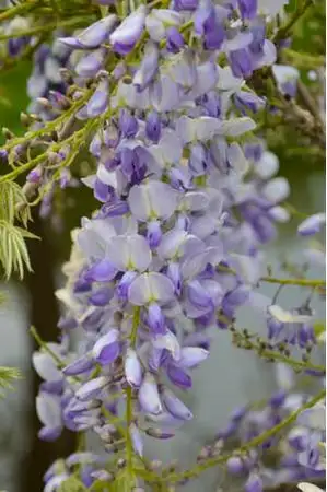 (05) WISTERIA SINENSIS CAROLINE 1 STOK WIT  P15 - afbeelding 2