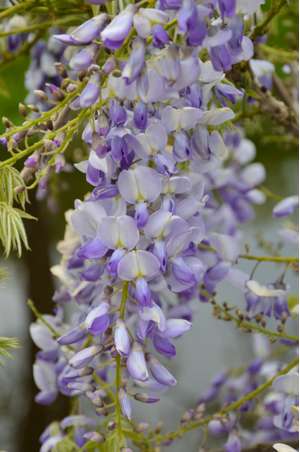 (05) WISTERIA SINENSIS CAROLINE 1 STOK WIT  P15 - afbeelding 2
