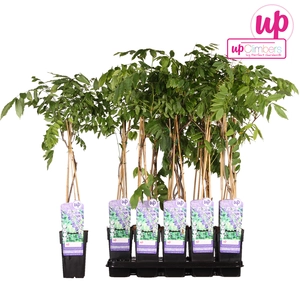 (05) WISTERIA SINENSIS PROLIFIC   P15 - afbeelding 3