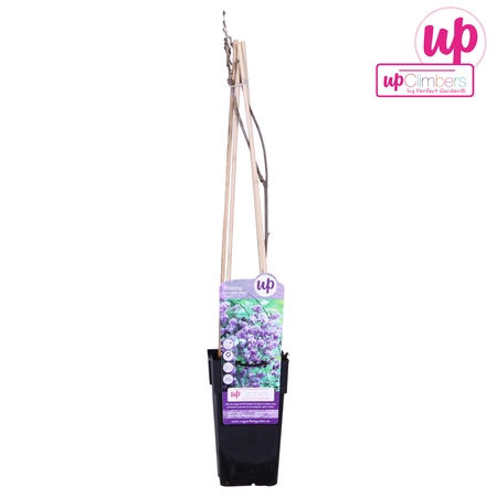 (05) WISTERIA SINENSIS PROLIFIC   P15 - afbeelding 4