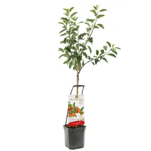 WONDER TREE ECOLETTE - afbeelding 2