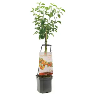 WONDER TREE ELSTAR - afbeelding 1