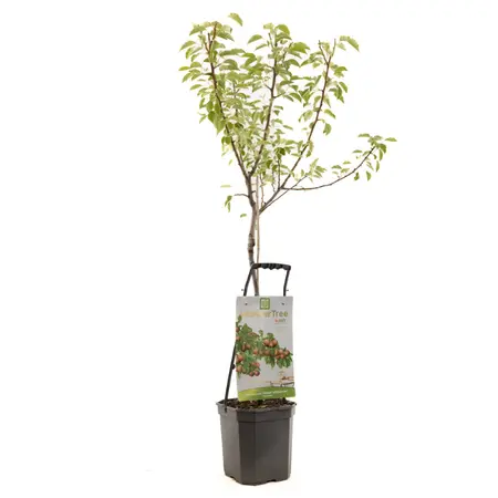 WONDER TREE GIESER WILDEMAN - afbeelding 1